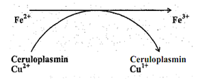 1300_Define Extra enterocyte transfer - non haem iron absorption.png